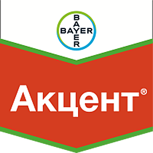 Акцент