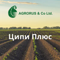 Ципи Плюс