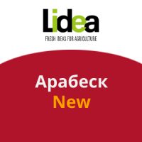 Арабеск