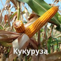 Кукуруза