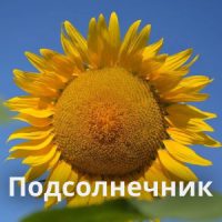 Подсолнечник