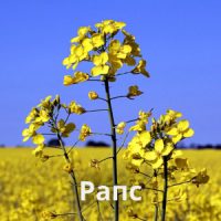 Рапс